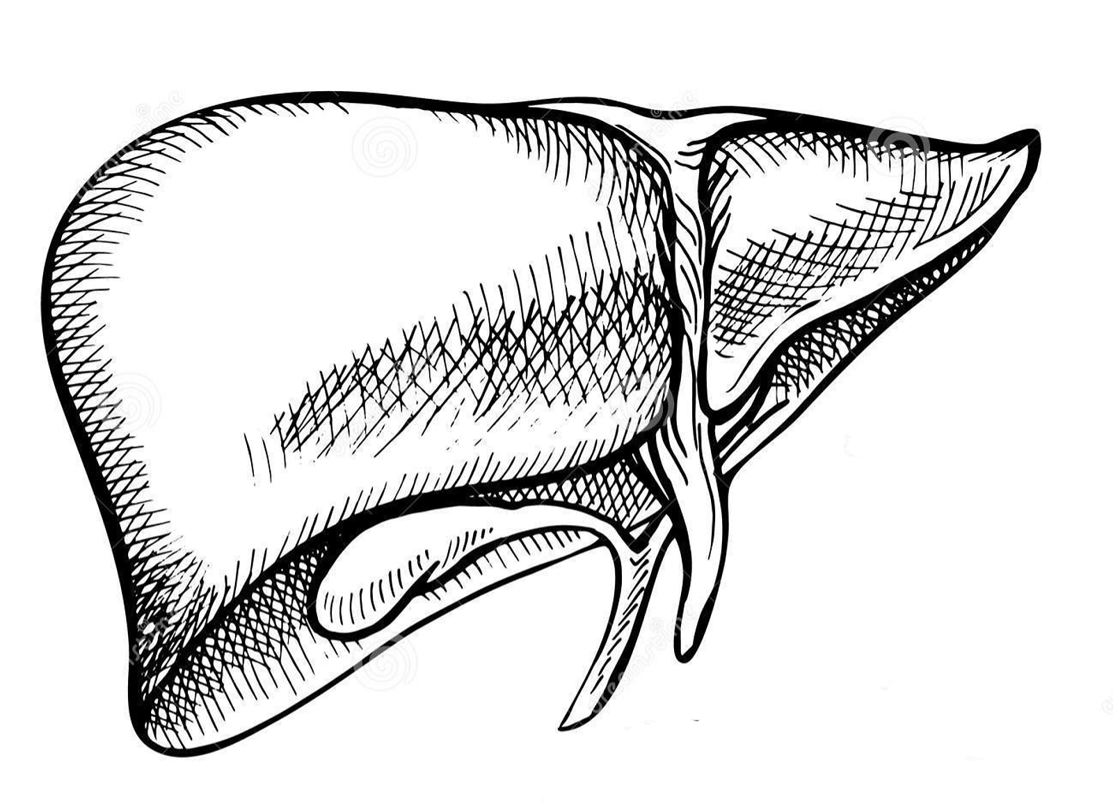 Le foie.png